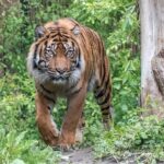 Sumatratiger Tebo gestorben - Traurige Nachricht aus dem Zoo 21712 - pdf_pm_250909_Tiger Tebo_Tod_kl