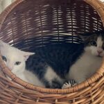 Scheue Katzen suchen ein Zuhause: So klappt’s mit der Integration 21979 - Katzen