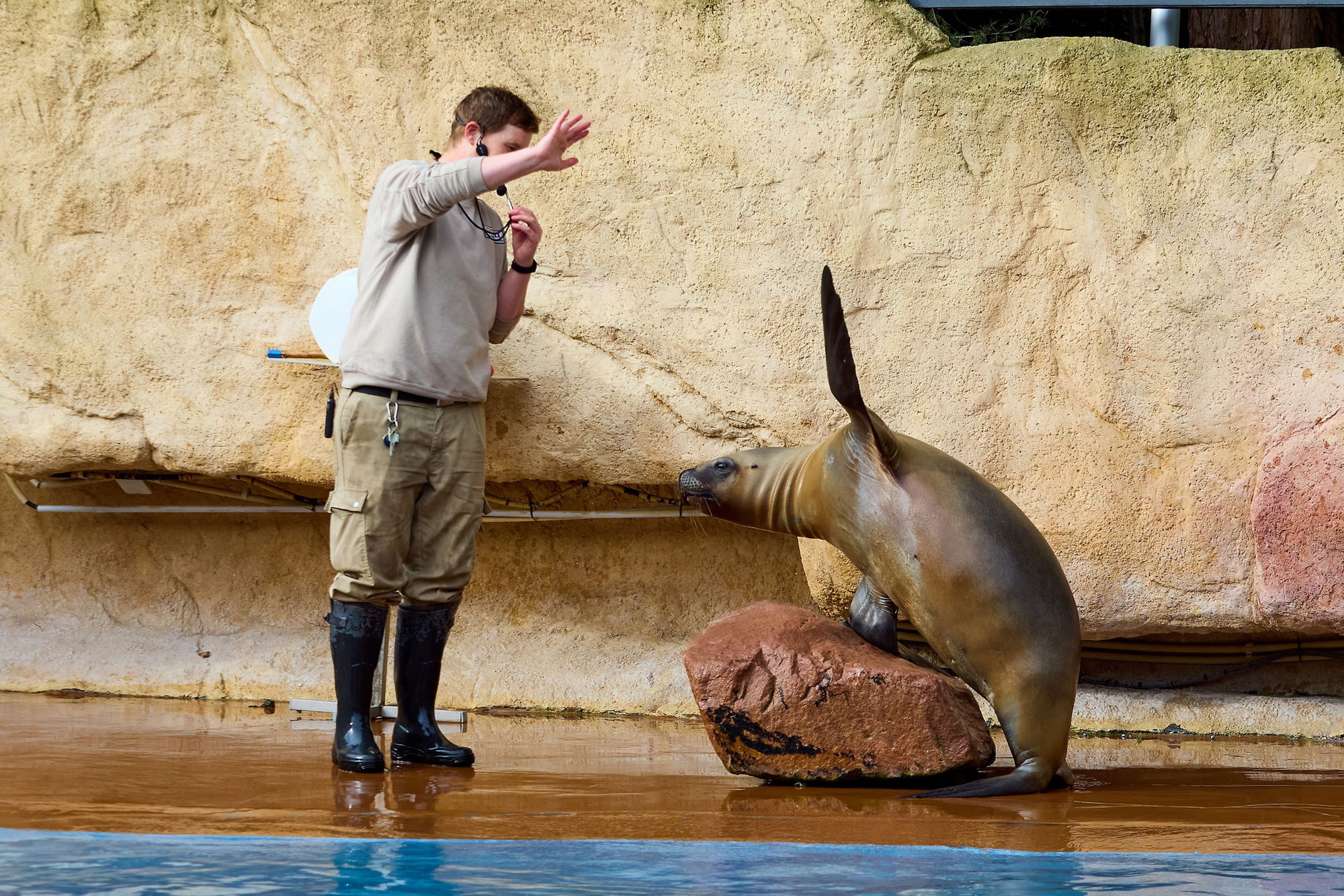 Mähnenrobbe beim Training im Zoo Heidelberg