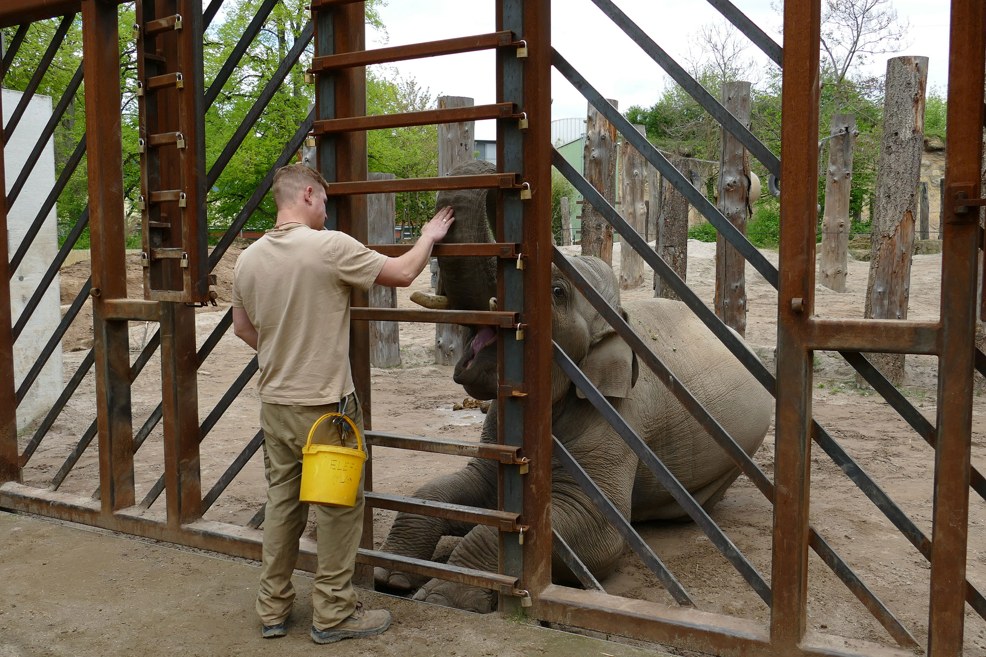 Elefant beim Training im Zoo Heidelberg