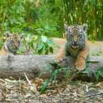 22214 - Tigernachwuchs_kl