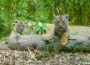 Taufpaten gesucht: Werden Sie Teil der Tiger-Geschichte im Zoo Heidelberg