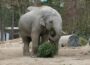 Tannenbäume als Winter-Enrichment und erste Einblicke ins Raubtierhaus des Zoos