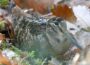 Kreisforstamt präsentiert seltene Vögel im Wald – Heute: Die Waldschnepfe