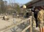 Wenn Schweine Fußball spielen: Bei den Tieren im Zoo kommt keine Langeweile auf