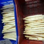 Handarbeit auf dem Feld, frischer Spargel im Hof: Saisonstart beim Spargelhof Kölner LTT - 220 - Köllner Spargelernte 4