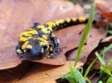 Feuersalamander im Rhein-Neckar-Kreis: Schutz für den kleinen Walddrachen