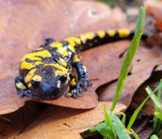 Feuersalamander im Rhein-Neckar-Kreis: Schutz für den kleinen Walddrachen