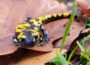 Feuersalamander im Rhein-Neckar-Kreis: Schutz für den kleinen Walddrachen