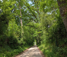 Idylle vor der Haustür: Der Hohlweg zwischen Gauangelloch und Ochsenbach